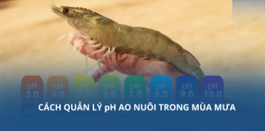 Cách quản lý pH ao nuôi trong mùa mưa